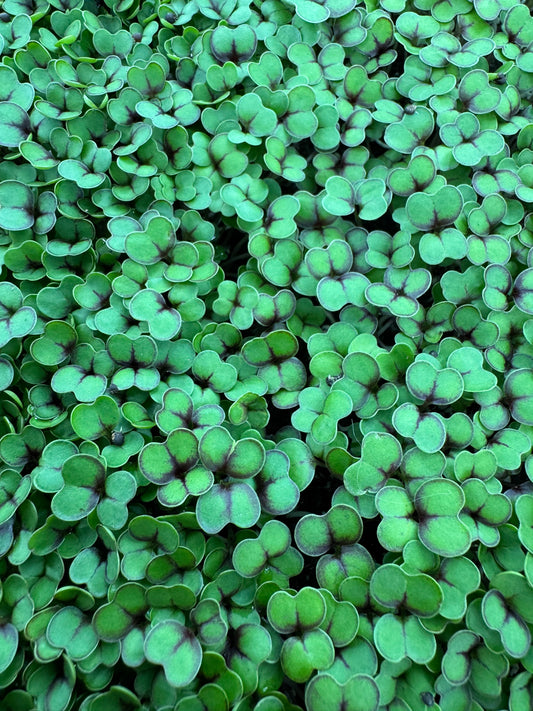 Kale Microgreens