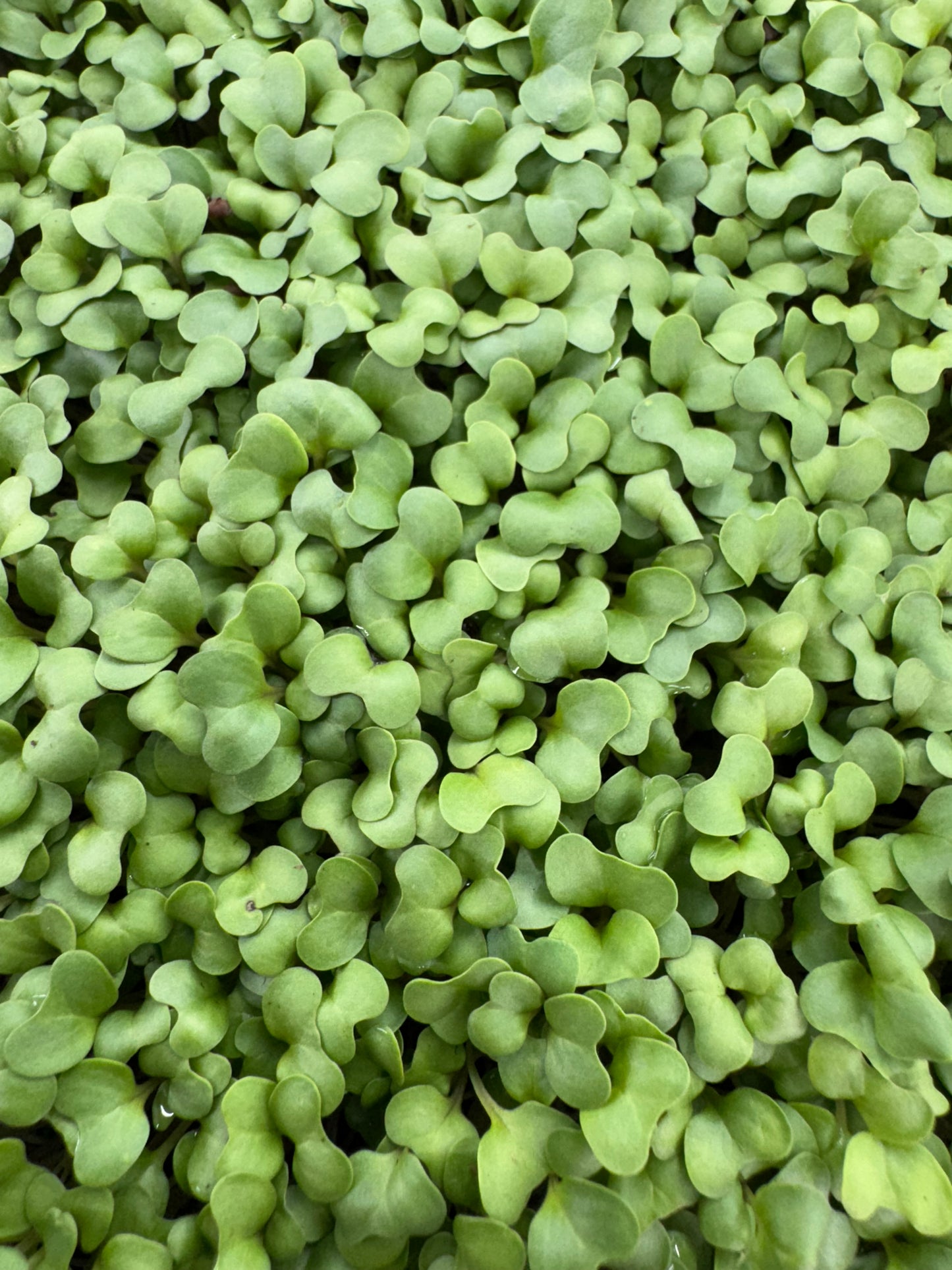 Broccoli Microgreens